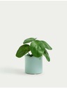 Marks & Spencer Umělá mini rostlina pilea v květináči Marks & Spencer modrá
