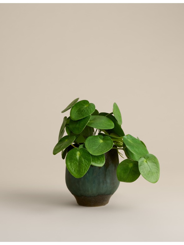Marks & Spencer Umělá rostlina pilea v keramickém květináči Marks & Spencer zelená