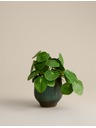 Marks & Spencer Umělá rostlina pilea v keramickém květináči Marks & Spencer zelená