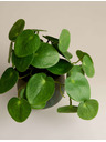 Marks & Spencer Umělá rostlina pilea v keramickém květináči Marks & Spencer zelená