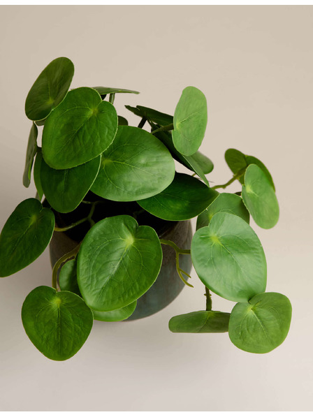Marks & Spencer Umělá rostlina pilea v keramickém květináči Marks & Spencer zelená