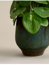 Marks & Spencer Umělá rostlina pilea v keramickém květináči Marks & Spencer zelená